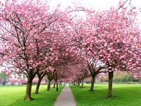 Cherry Tree Walk